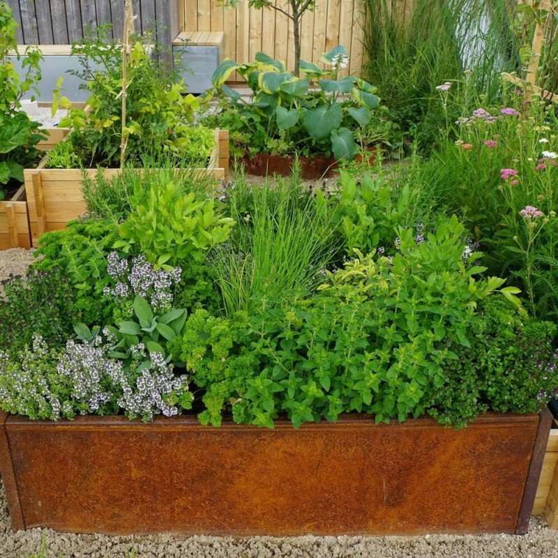 Tymianek cytrynowy srebrny Silver Queen (Thymus citriodorus) Sadzonka (3).jpg