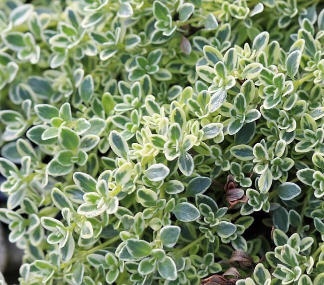 Tymianek cytrynowy srebrny Silver Queen (Thymus citriodorus) Sadzonka (2).jpg