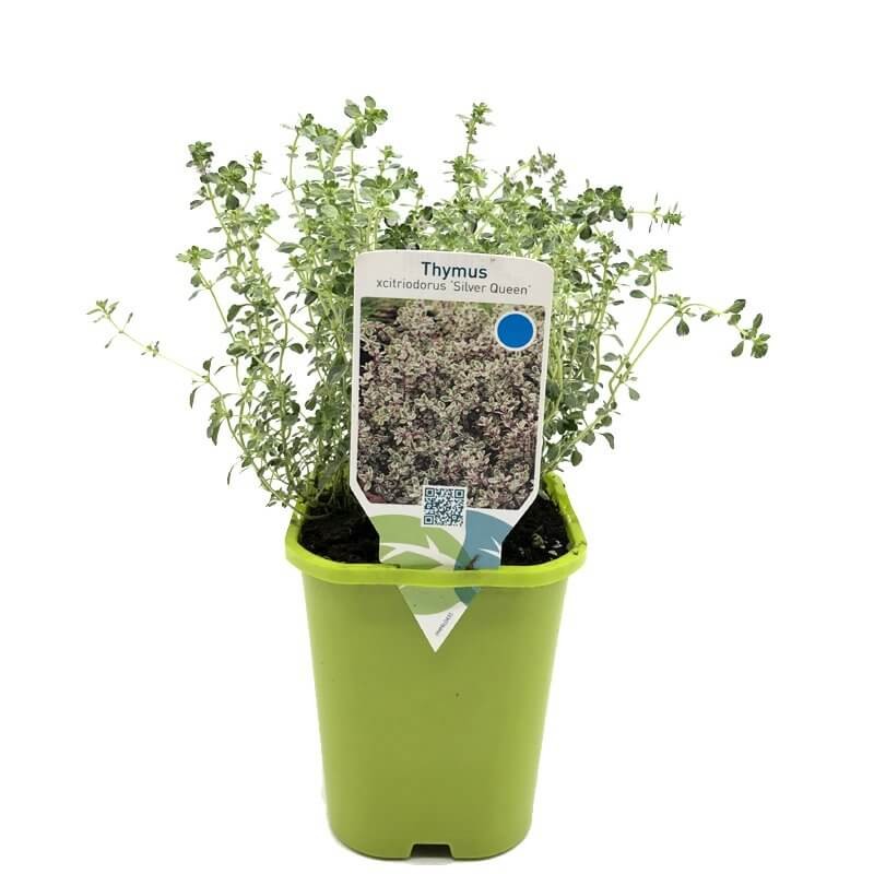Tymianek cytrynowy srebrny Silver Queen (Thymus citriodorus) Sadzonka.jpg