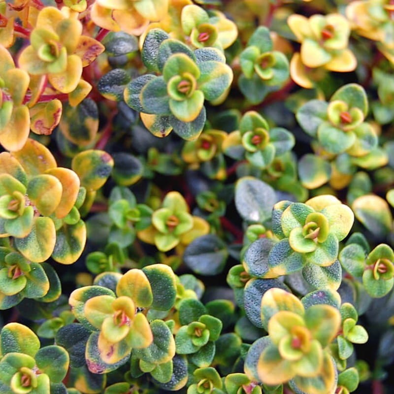 Tymianek cytrynowy trzykolorowy 'Doone Valley' (Thymus citriodorus) Sadzonka (3).jpg