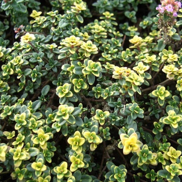 Tymianek cytrynowy trzykolorowy 'Doone Valley' (Thymus citriodorus) Sadzonka.jpg