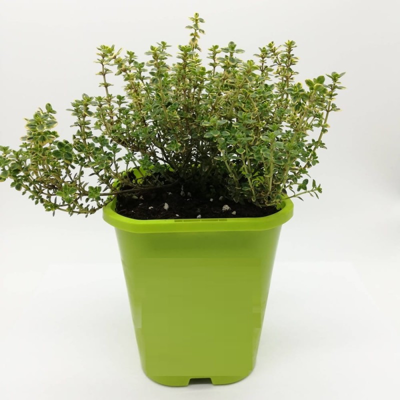 Tymianek właściwy 'Gold' (Thymus vulgaris) Sadzonka.jpg