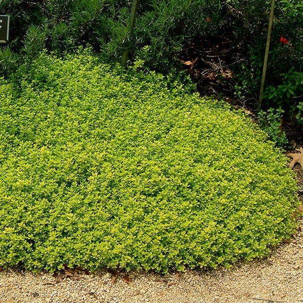 Tymianek właściwy 'Gold' (Thymus vulgaris) Sadzonka (2).jpg