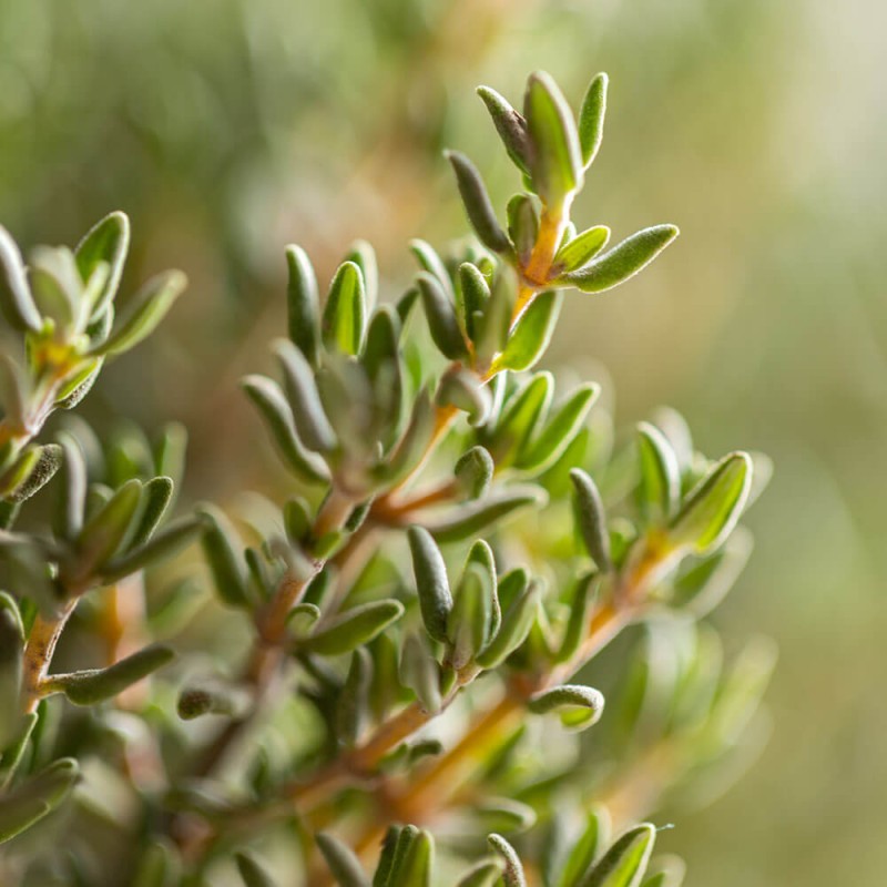 Tymianek na pniu (Thymus) Sadzonka P14 30-40cm (1).jpg