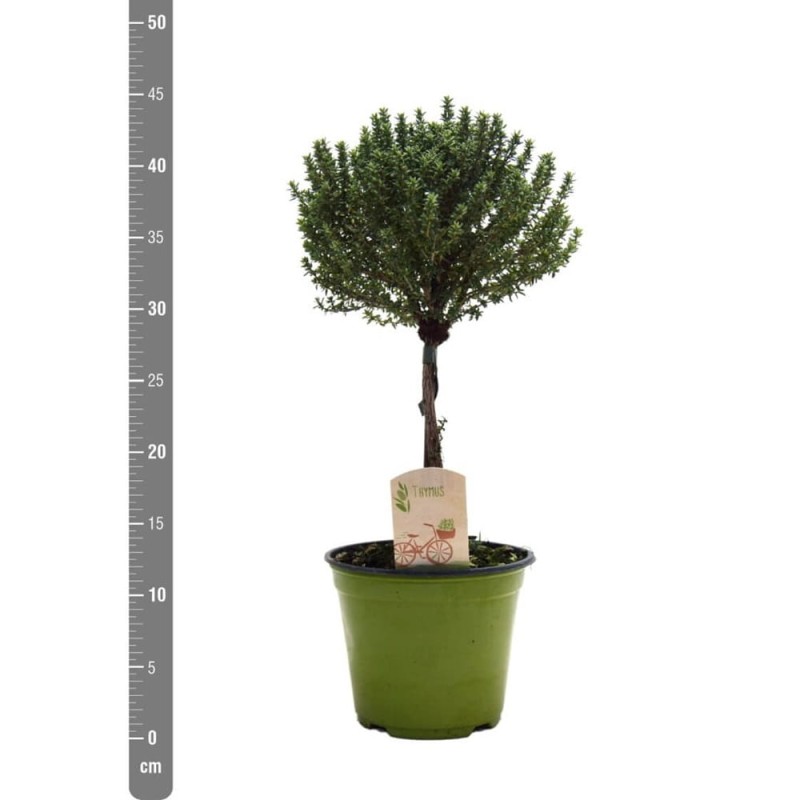 Tymianek na pniu (Thymus) Sadzonka P14 30-40cm (2).jpg