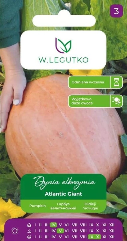 Dynia olbrzymia atlantic giant nasiona (1).jpg
