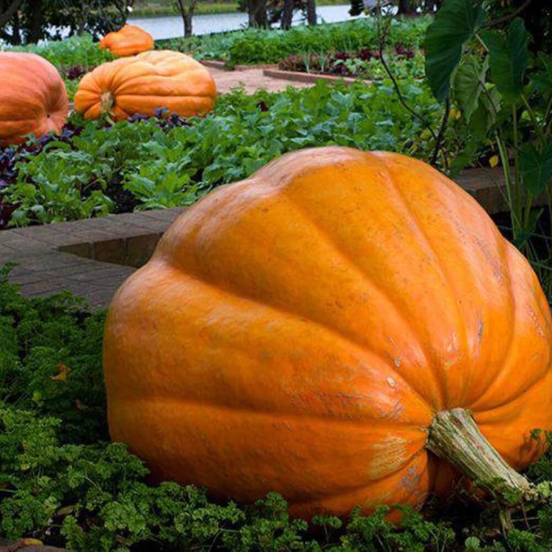 Dynia olbrzymia atlantic giant nasiona (2).jpg