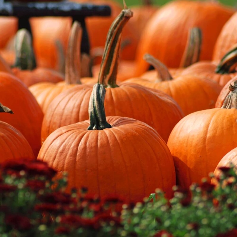 Dynia olbrzymia atlantic giant nasiona (3).jpg