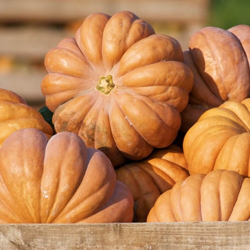 Dynia Piżmowa MUSCADE DE PROWENCE 3g nasiona LUX