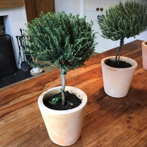 Tymianek na pniu sadzonka P14 30-40cm