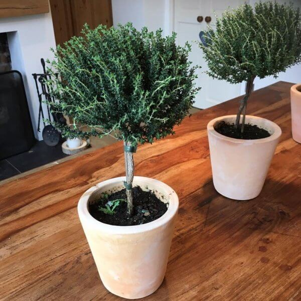 Tymianek na pniu (Thymus) Sadzonka P14 30-40cm.jpg