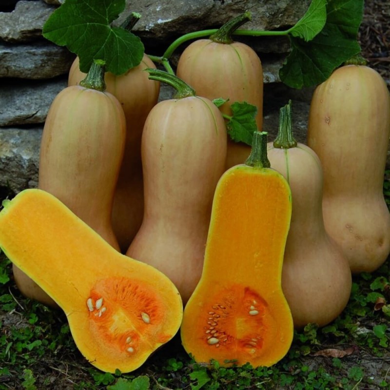 Dynia piżmowa BUTTERNUT nasiona (1).jpg