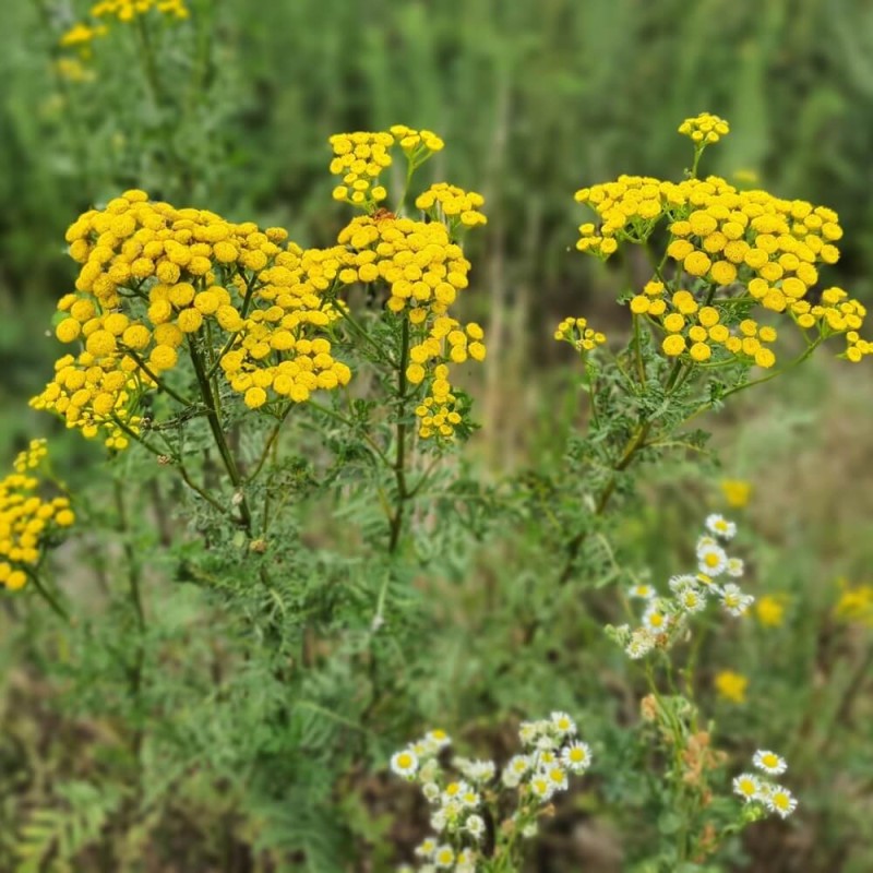 Wrotycz pospolity żółty (Tanacetum vulgare) nasiona 0,2g  (4).jpg