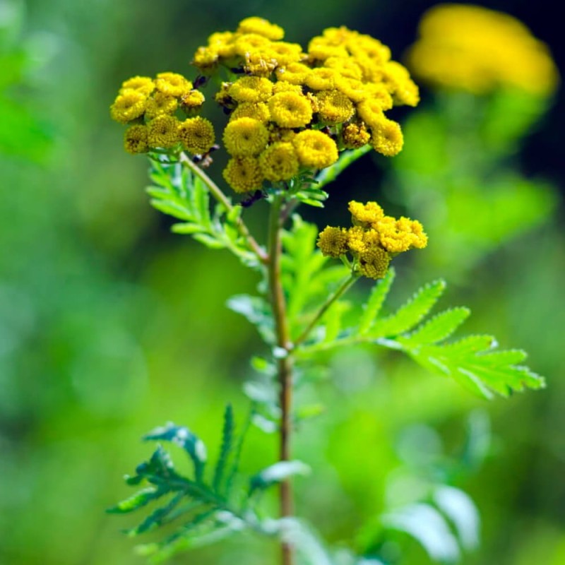 Wrotycz pospolity (Tanacetum vulgare) Sadzonka P9P12 (3).jpg