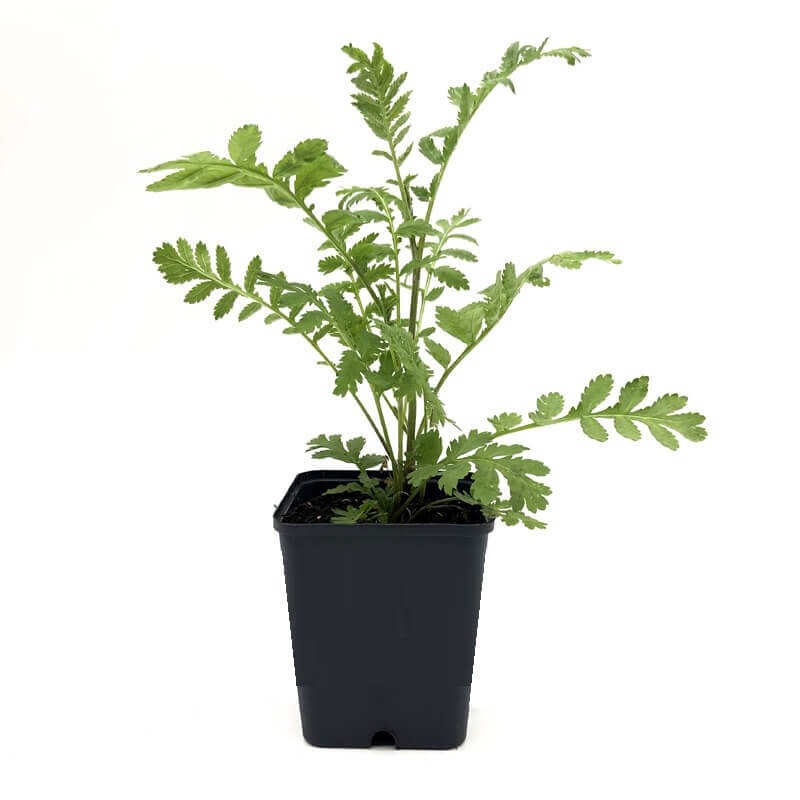 Wrotycz pospolity (Tanacetum vulgare) Sadzonka P9P12 (1).jpg