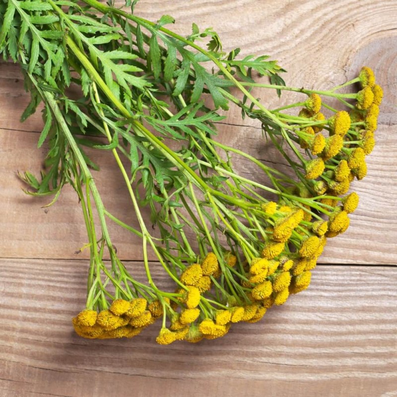 Wrotycz pospolity (Tanacetum vulgare) Sadzonka P9P12 (2).jpg