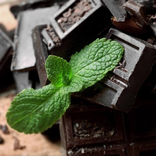 Mięta Czekoladowa sadzonka C1