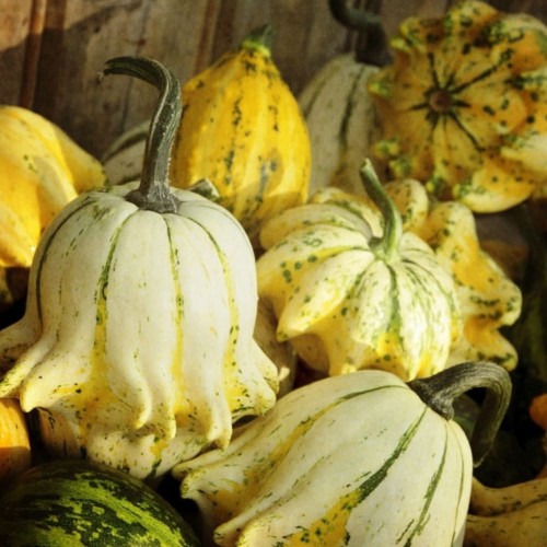 Dynia ozdobna KORONA CIERNIOWA nasiona 1g