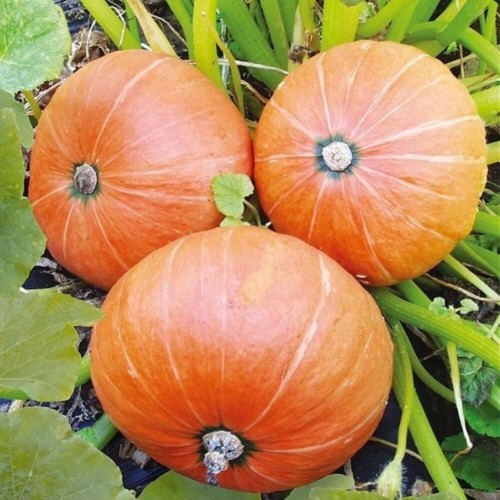 Dynia olbrzymia AMAZONKA nasiona XL 100g