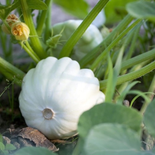 Patison białokremowy DISCO nasiona XL 100g