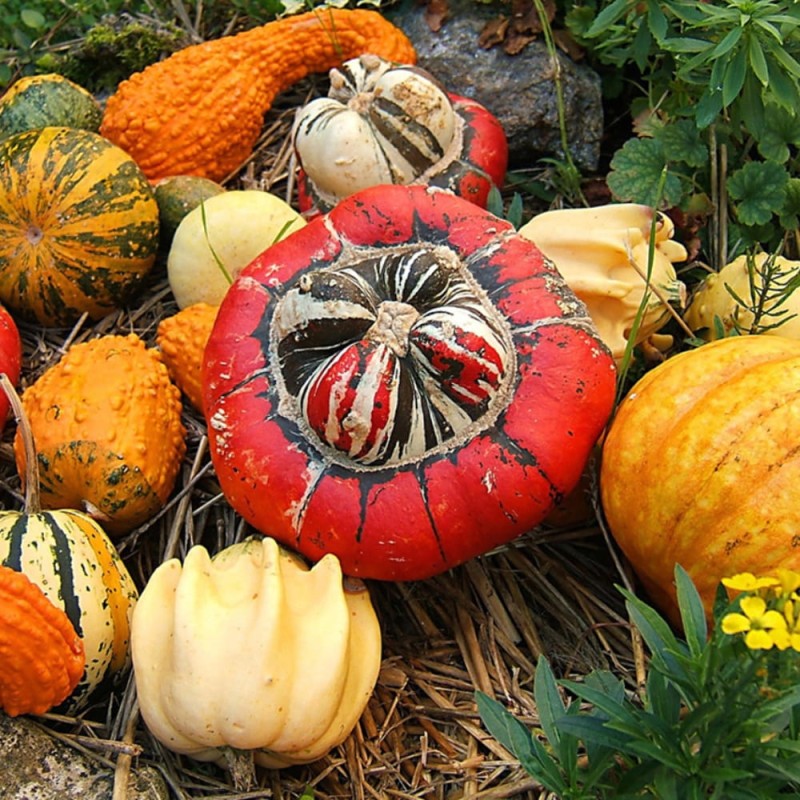 Patison białokremowa DISCO nasiona xxl (3).jpg