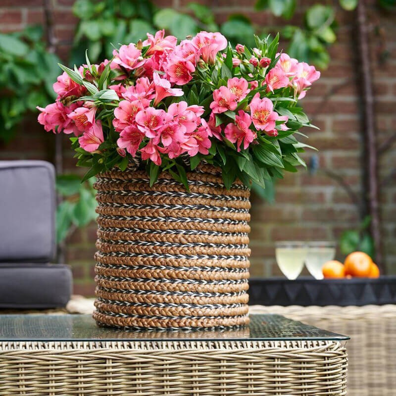 Alstroemeria Valley Girl® 'Tesvalgirl' (Alstremeria) Sadzonka C2 (1).jpg