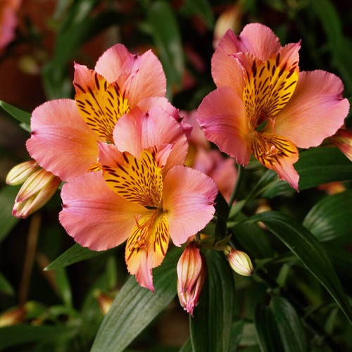 Alstroemeria Valley Girl® Tesvalgirl sadzonka C2