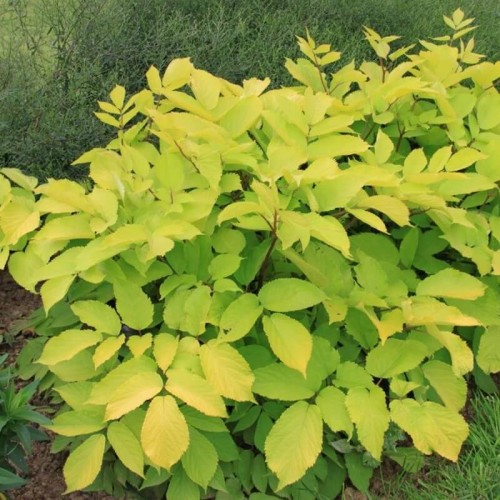 Aralia Sercowa Król Słońca sadzonka