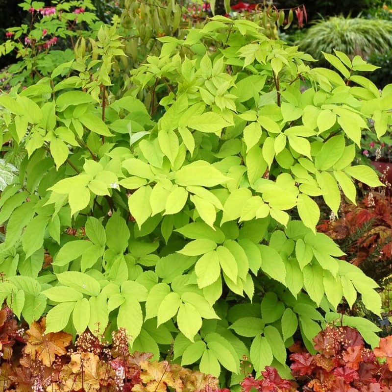 Aralia Sercowa Król Słońca (Aralia cordata) Sadzonka  (3).jpg