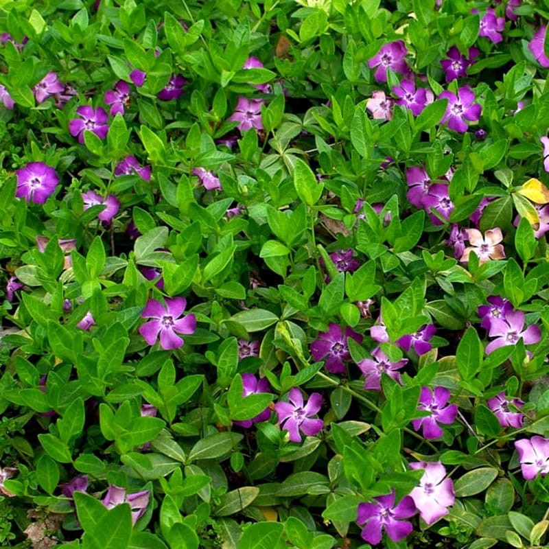 Barwinek pospolity Atropurpurea (Vinca minor) Sadzonka (2).JPG