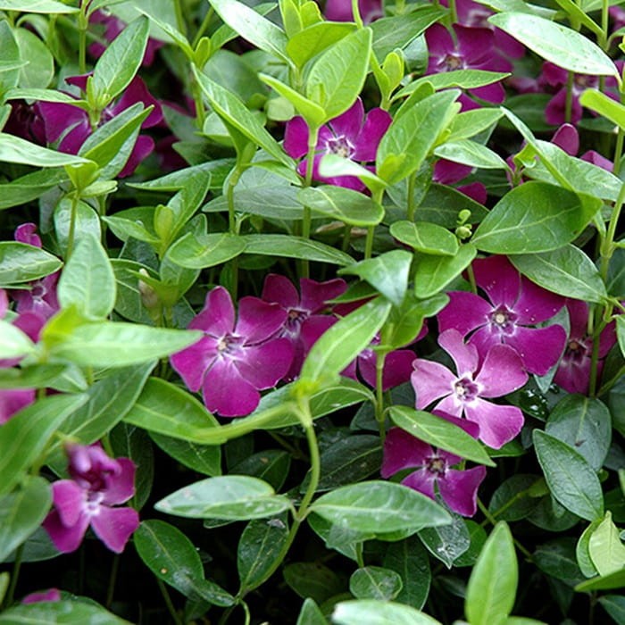 Barwinek pospolity Atropurpurea (Vinca minor) Sadzonka (1).jpg