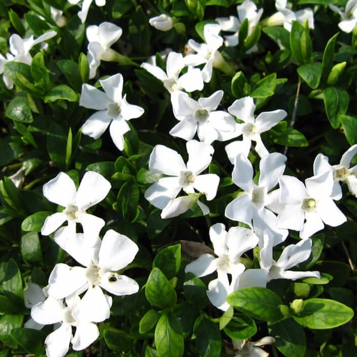 Barwinek pospolity Gertrude Jekyll Sadzonka (Vinca minor)  (2).jpg