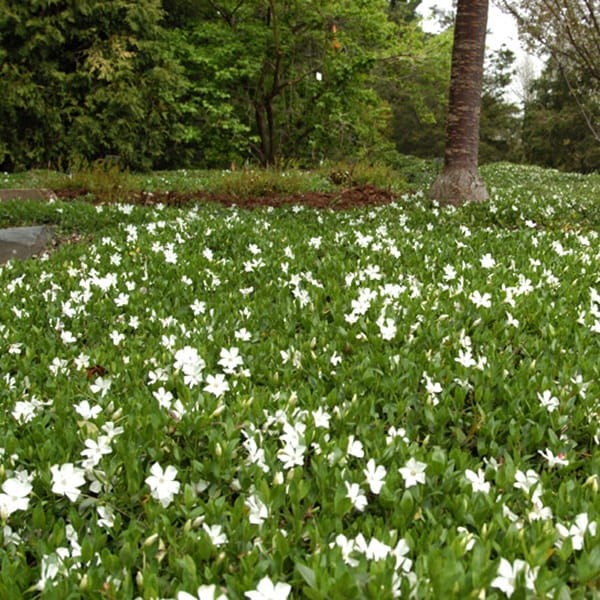 Barwinek pospolity Gertrude Jekyll Sadzonka (Vinca minor)  (1).jpg