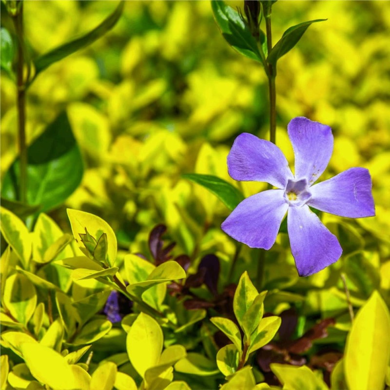 Barwinek pospolity Illumination (Vinca minor) Sadzonka.jpg