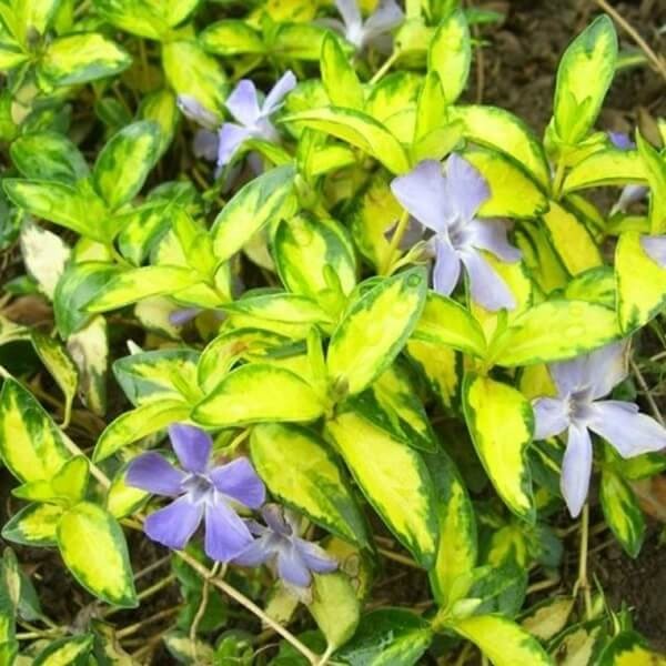 Barwinek pospolity Illumination (Vinca minor) Sadzonka (2).jpg