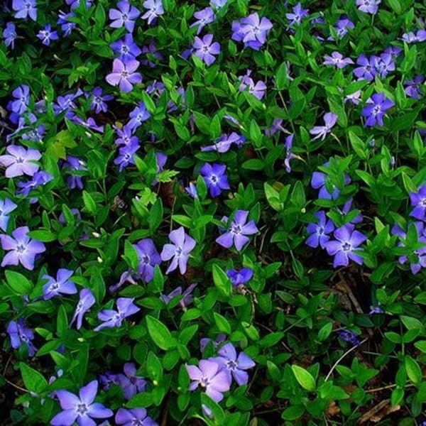 Barwinek pospolity La Grave (Vinca minor) Sadzonka (1).jpg