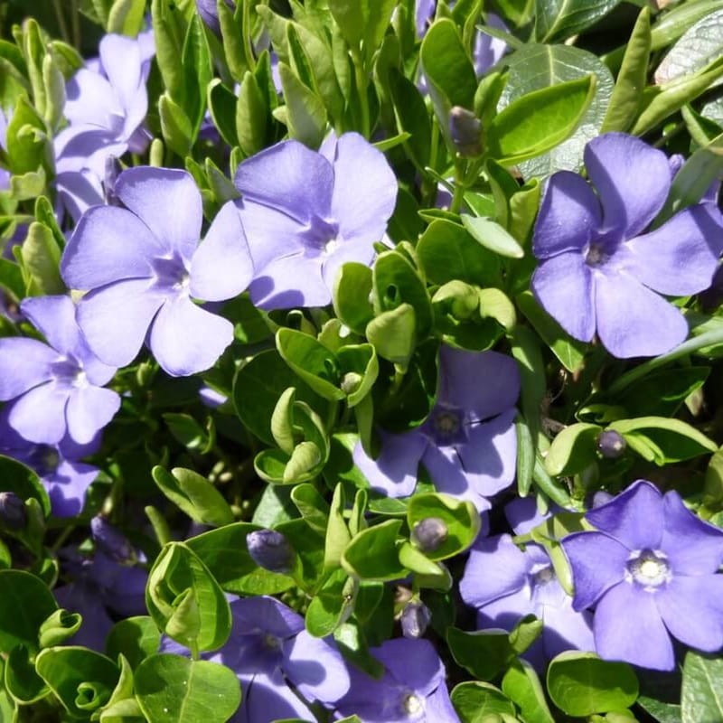 Barwinek pospolity La Grave (Vinca minor) Sadzonka (2).JPG