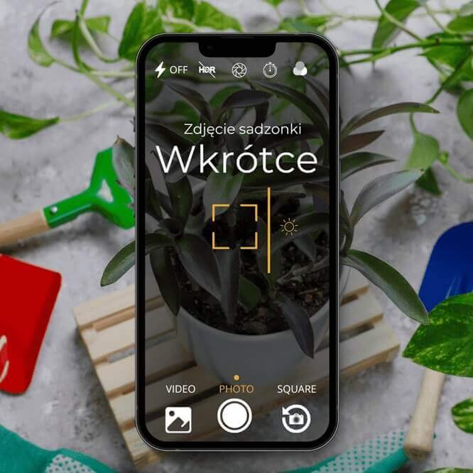 Barwinek pospolity La Grave (Vinca minor) Sadzonka.jpg