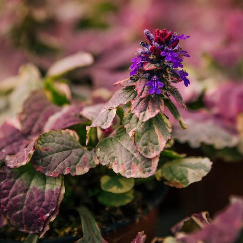Dąbrówka Rozłogowa 'Burgundy Glow' (Ajuga reptans) Sadzonka (5).jpg