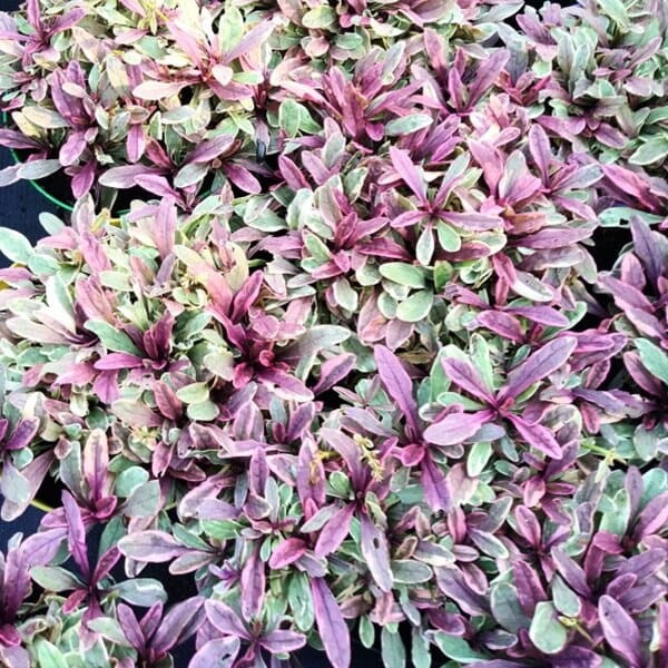Dąbrówka Rozłogowa 'Burgundy Glow' (Ajuga reptans) Sadzonka (4).jpg