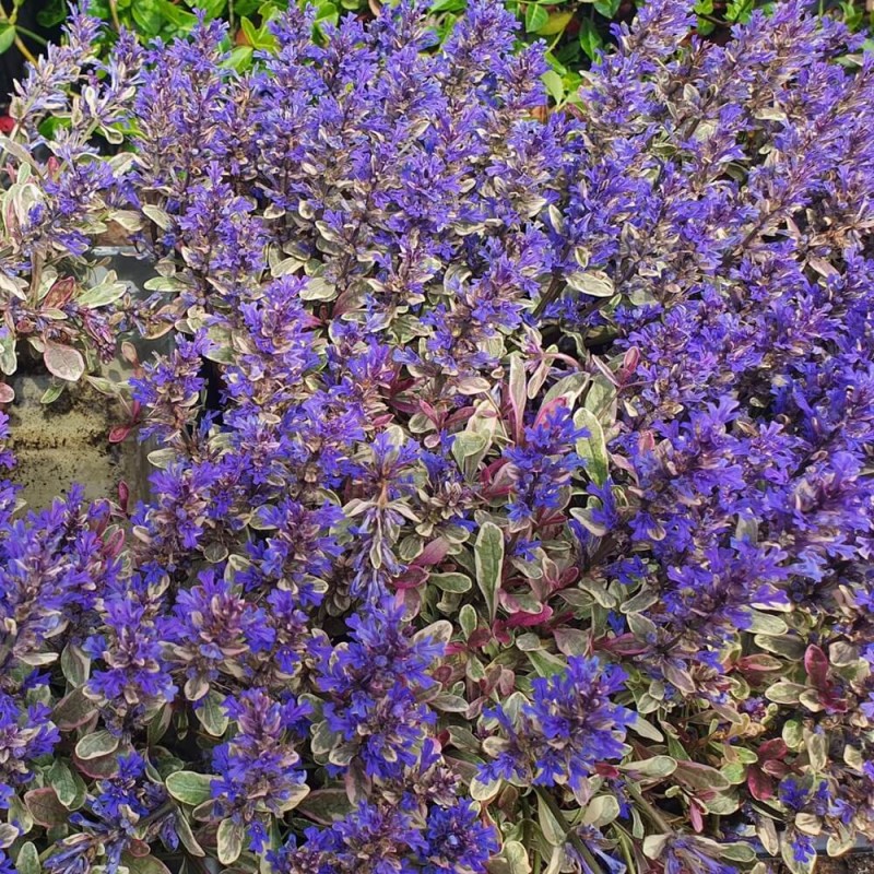 Dąbrówka Rozłogowa 'Rainbow' (Ajuga reptans) Sadzonka (5).jpg