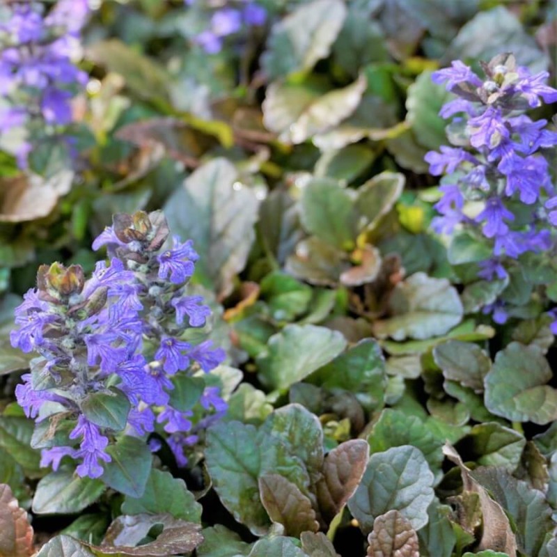 Dąbrówka Rozłogowa 'Rainbow' (Ajuga reptans) Sadzonka (3).jpg
