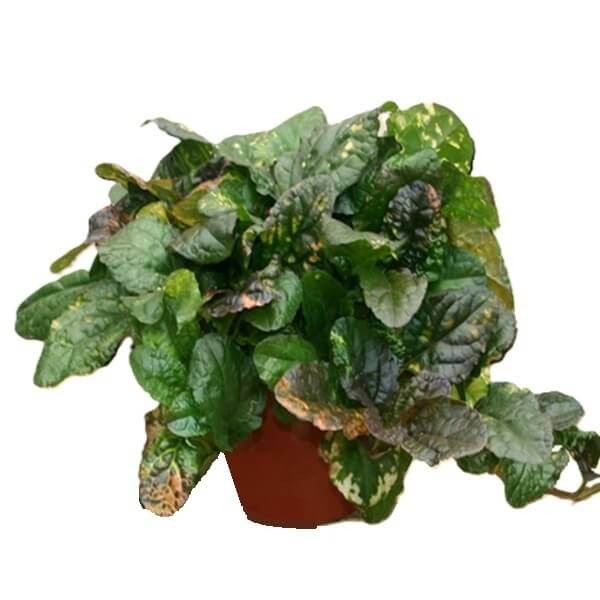 Dąbrówka Rozłogowa 'Rainbow' (Ajuga reptans) Sadzonka (2).jpg