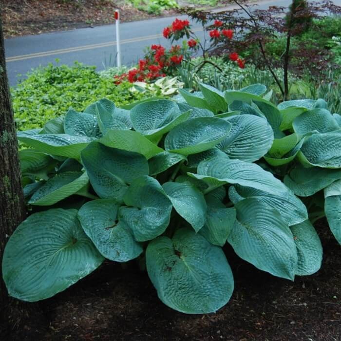 Funkia Big Daddy (Hosta) Sadzonka C1 (1).jpg