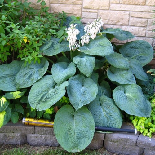 Funkia Big Daddy sadzonka C1