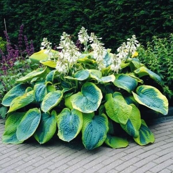 Funkia Frances Williams (Hosta) Sadzonka C2 (1).jpg