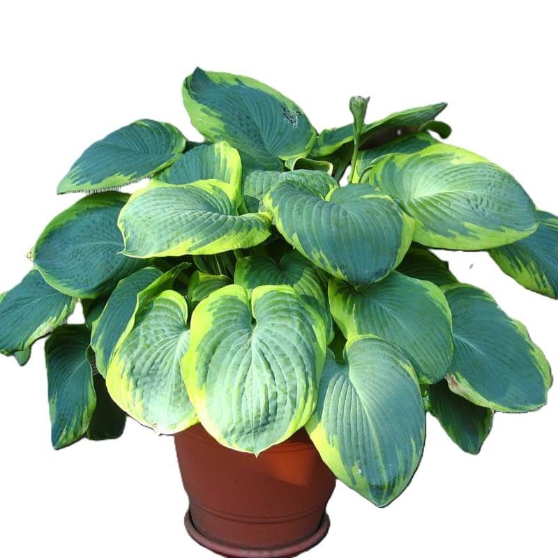 Funkia Frances Williams (Hosta) Sadzonka C2 (2).jpg