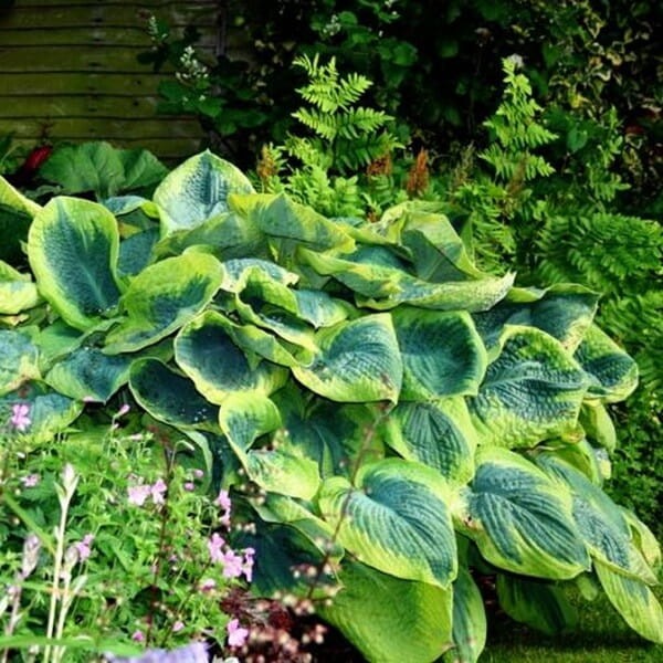 Funkia Frances Williams (Hosta) Sadzonka C2 (3).jpg