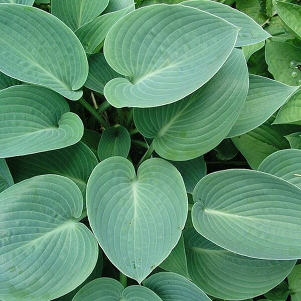 Funkia Halcyon (Hosta) Sadzonka C1 (2).jpg