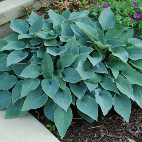 Funkia Halcyon (Hosta) Sadzonka C1 (1).jpg